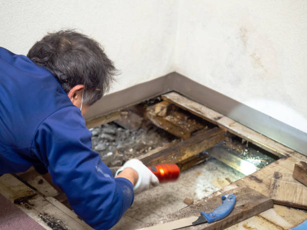 Best Crawl Space Mold Remediation in Glendale, WI