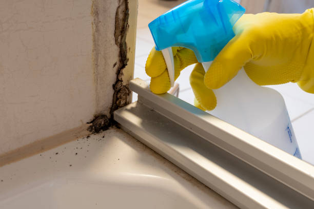 Best Post-Flood Mold Remediation in Glendale, WI