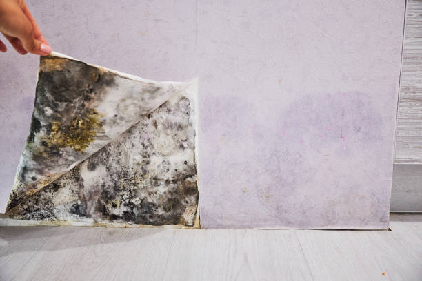 Best Residential Mold Remediation in Glendale, WI